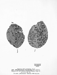 Phyllosticta cornicola image